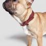 Adjustable Soft Padded Leather Dog Collars Genuine Leather Dog Collar D Ring Durable Dog Collar