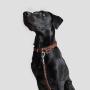 Adjustable Leather Pet Collars Metal Hardware D-ring Collar