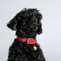 Brass Hardware Rust-Proof Leather Belt Adjustable Leather Belt Classic Pet Collar Leather